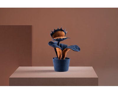 Dionée attrape-mouche Mini bleue avec terre cuite