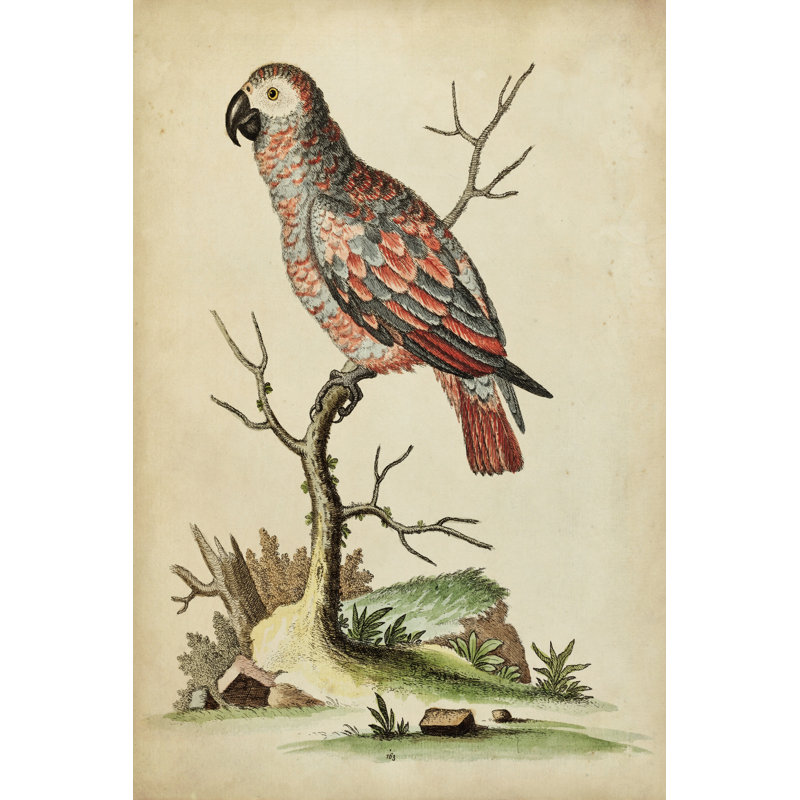 Paradise Parrots IV - Wrapped Canvas Print, 46cm H x 30cm W x 3.8cm D
