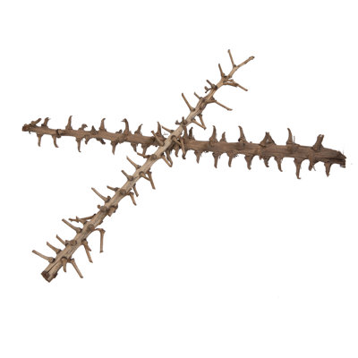 32'' Plant