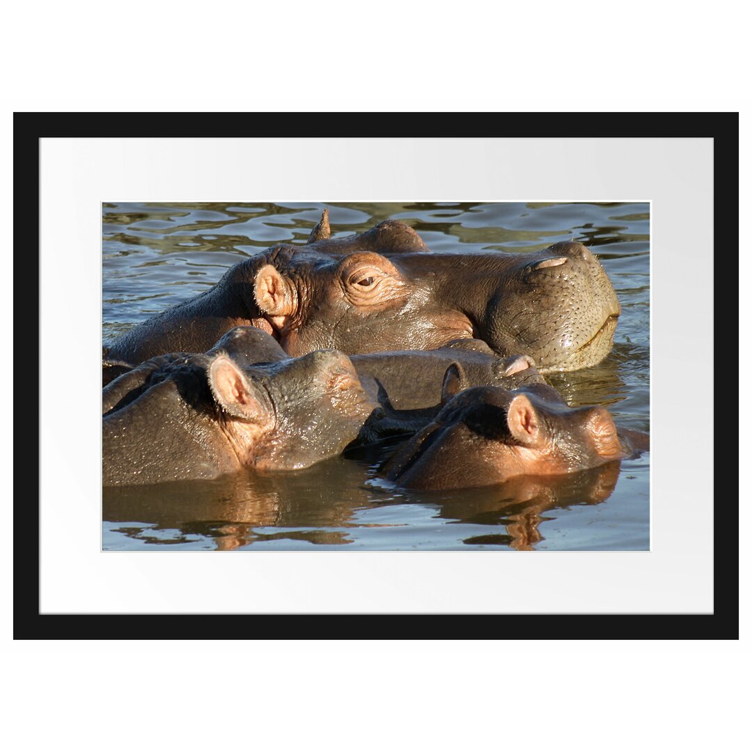 Gerahmtes Poster Schwimmende Flusspferdfamilie