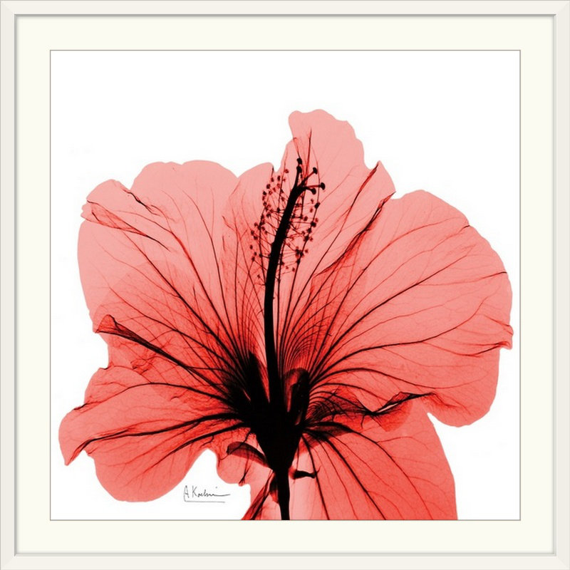 «Manigault», Hibiscus X-Ray par Kiranjit, reproduction de photo, H 38 po x l 38 po x P 1 po, Cadre blanc