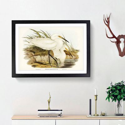 Spotless Egrets by Elizabeth Gould - Picture Frame Painting Print