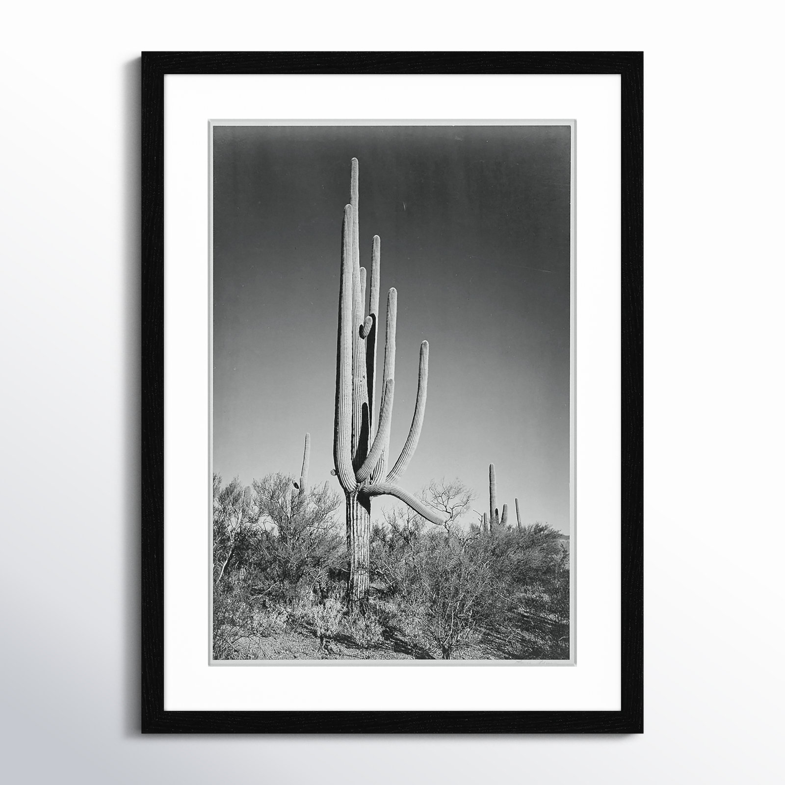 Cactus In Saguaro National Monument In Arizona by Ansel Adams, Black, 23" H x 17" W x 0.75" D