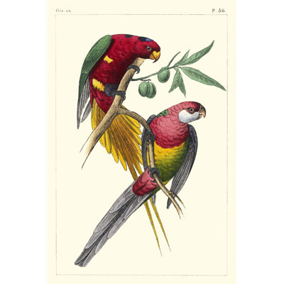 Lemaire Parrots III by C.L. Lemaire -  Painting