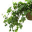 Verdant Vines Faux Ivy Plant in Fiberstone Pot