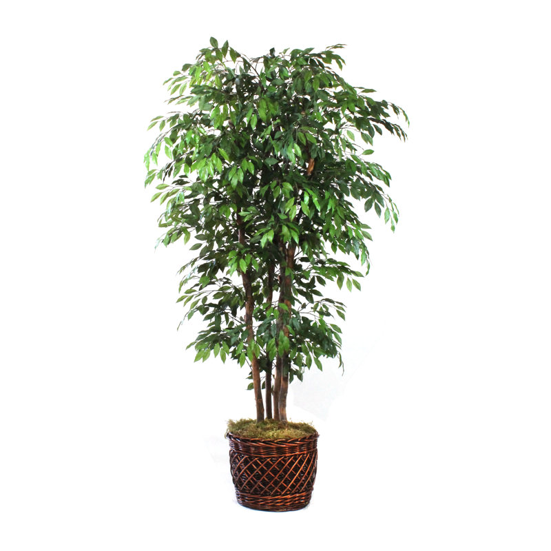 Faux Ficus Tree in Solid Wood Basket
