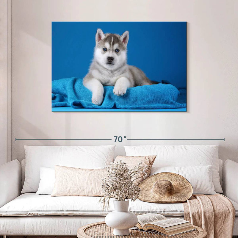 Chiot Husky aux yeux bleus, H 30 po x l 45 po
