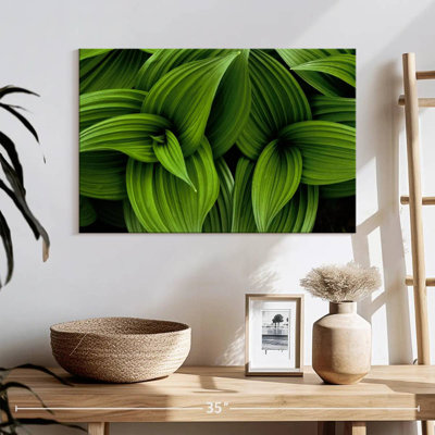 Harnek Green False Hellebore