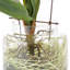 Orchid Arrangement in Vase