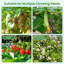 Treillis d'arche de jardin, structure métallique