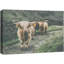 Animaux lavés en Écosse Highland Country Cow-93629605-93629602