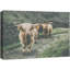 Animaux lavés en Écosse Highland Country Cow-93629609-93629602