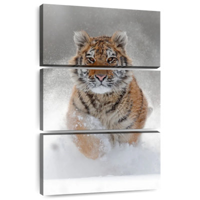 Tigre de l'Amour Brampt