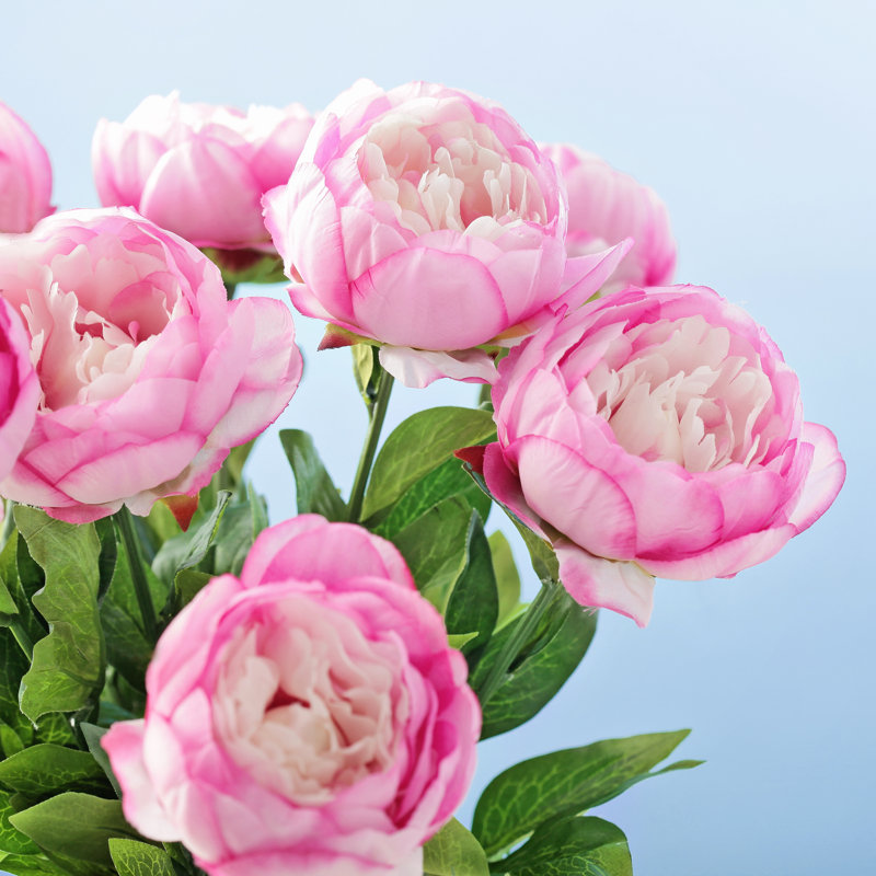 Peony Flowers by KMNPhoto - Wrapped Canvas Print, 51cm H x 51cm W x 3.8cm D