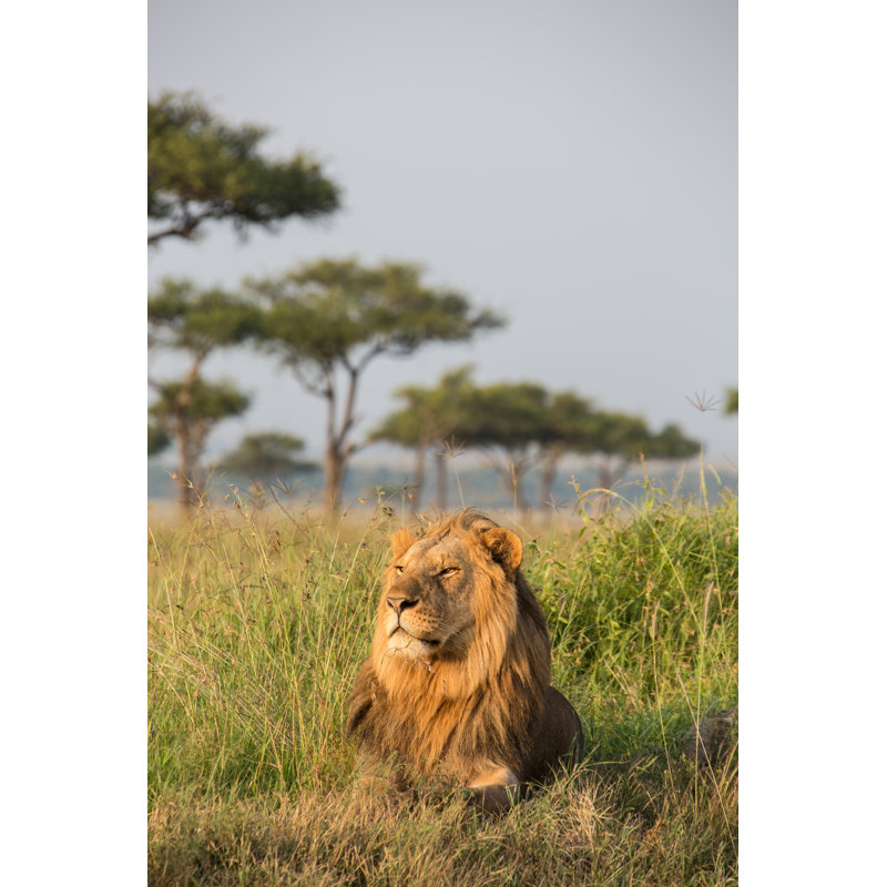 Lion mâle par Seppfriedhuber, H 48 po x l 32 po