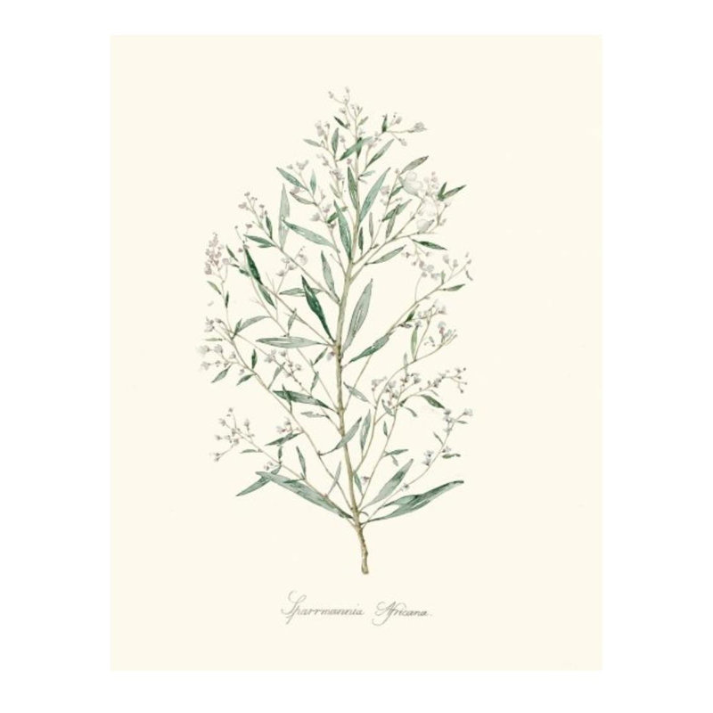 «Herb Garden III» par Sara Brown - impression sur toile, H 47 po x l 36 po x P 1,5 po, Couche de verre