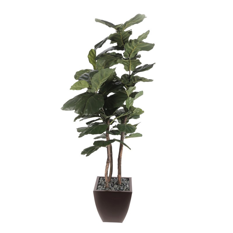 Figuier brésilien en pot, Pot à fleurs brun métallique