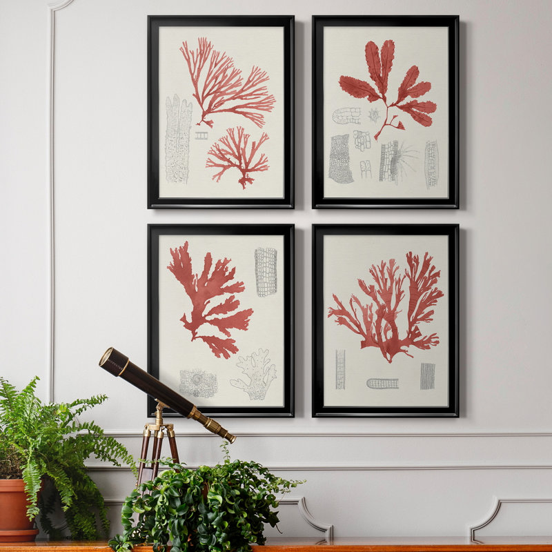 «Vintage Coral Study I», toile encadrée de qualité supérieure - prête à être accrochée, Cadre noir