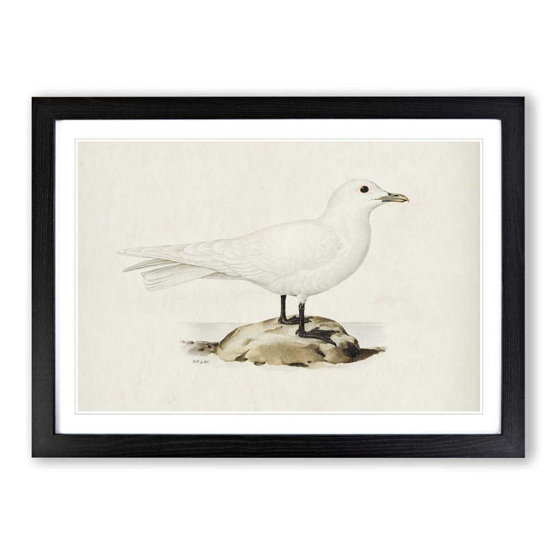 Ivory Gull by Von Wright - Picture Frame Painting Print, 27cm H x 36cm W x 2cm D, Black Framed