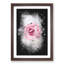 Lone Pink Rose Abstract Paint Splash - Picture Frame Graphic Art-56922859-56922855