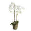 Conservatory Faux Orchid Plant