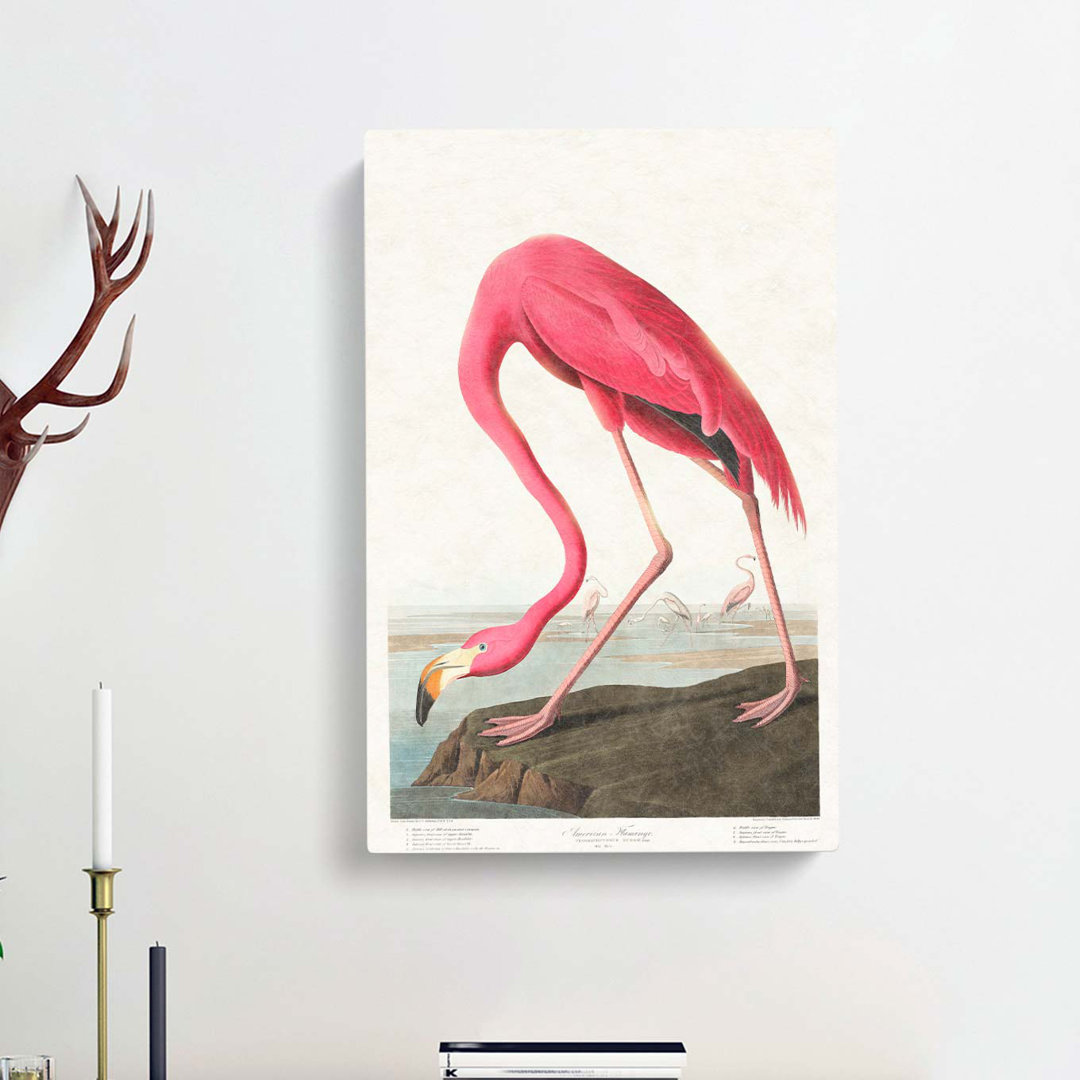 Pink Flamingo by John James Audubon - Wall Art