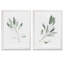 Simple sauge - ensemble de 2 reproductions d'art encadrées-1541205129-1578471020-1578471023