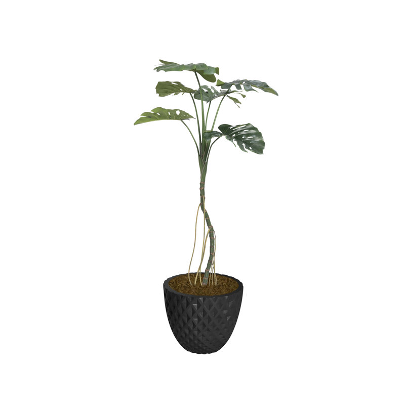 64,6 po plante
