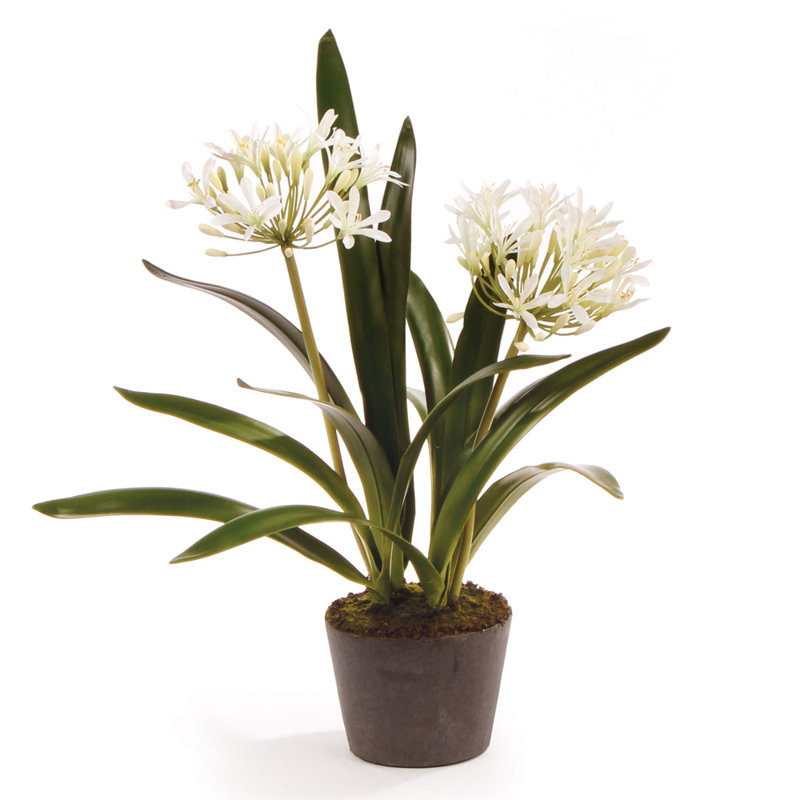 Conservatory Agapanthus Drop in Plant, 23" H x 5" W x 5" D