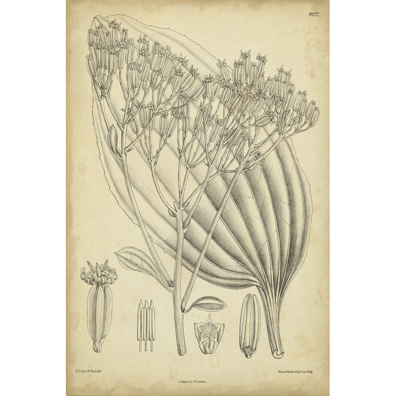 Vintage Curtis Botanical VI by Curtis - Wrapped Canvas Print, 46cm H x 30cm W x 3.8cm D