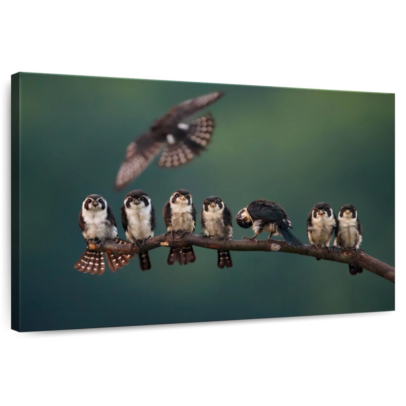 Perched Falconet Birds, 30" H x 45" W