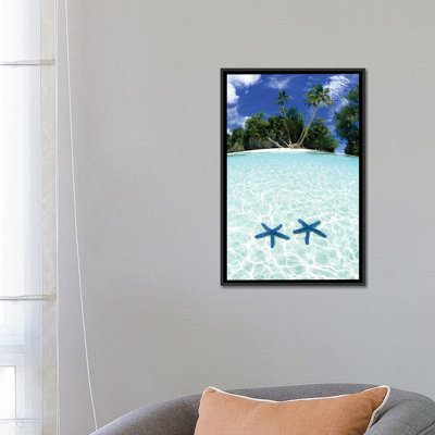 " Two Sea Stars In Shallow Water " by Michael DeFreitas