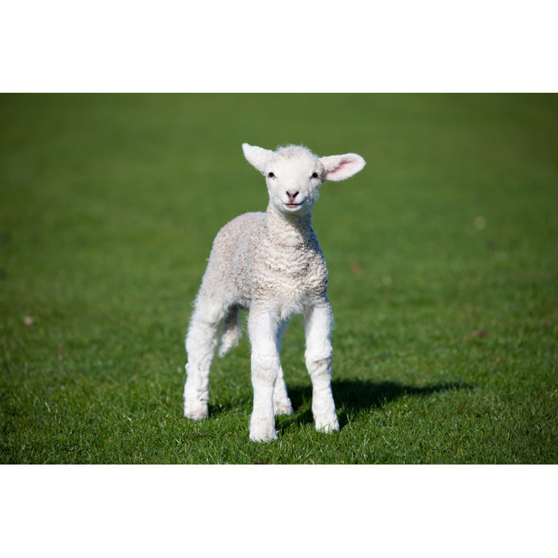 Lamb by Antoninapotapenko - Wrapped Canvas Print, 81cm H x 122cm W