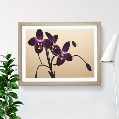 Striking Orchid Flowers - Single Picture Frame Print