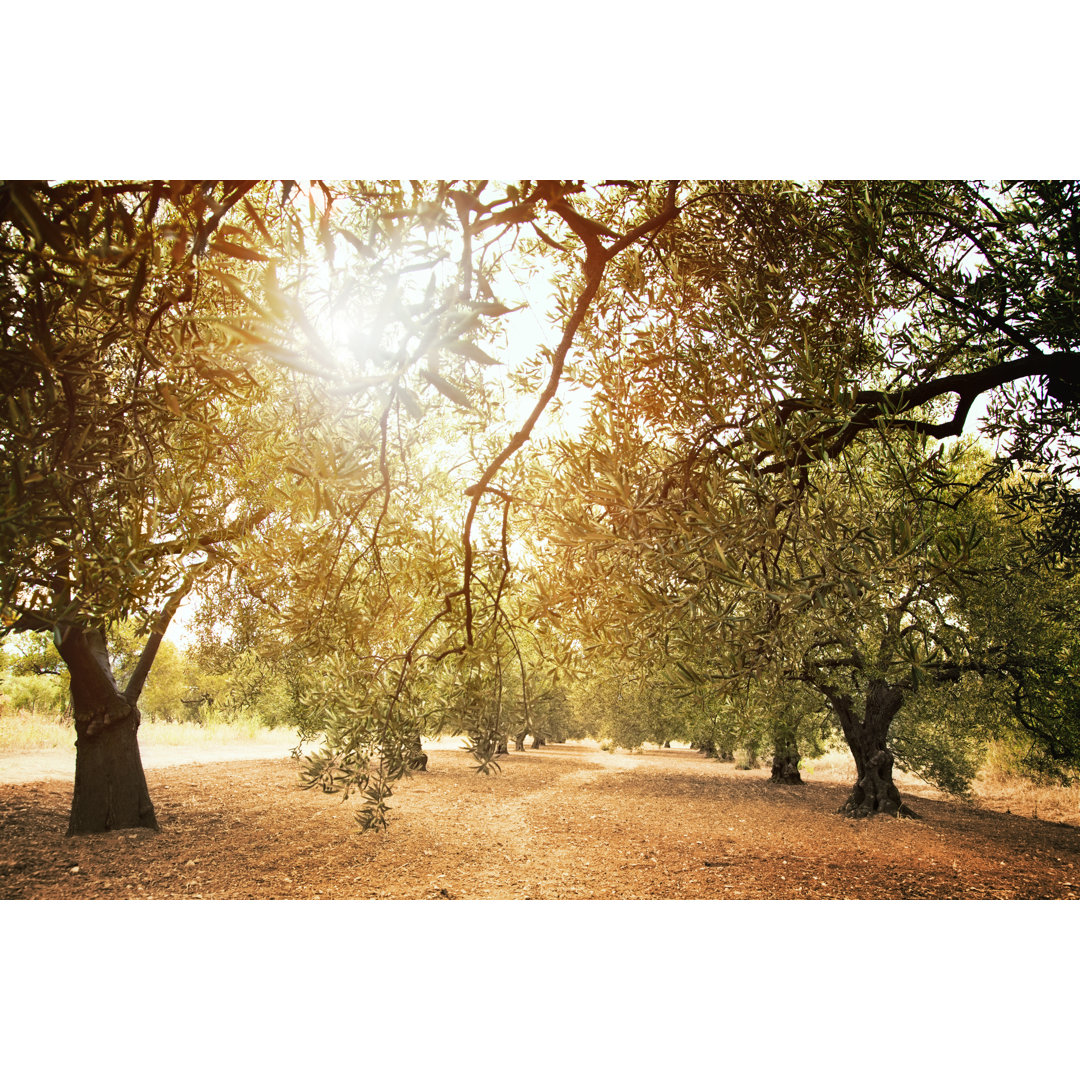 Leinwandbild Olive Trees Farm