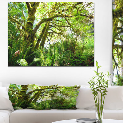 " Rain Forest "