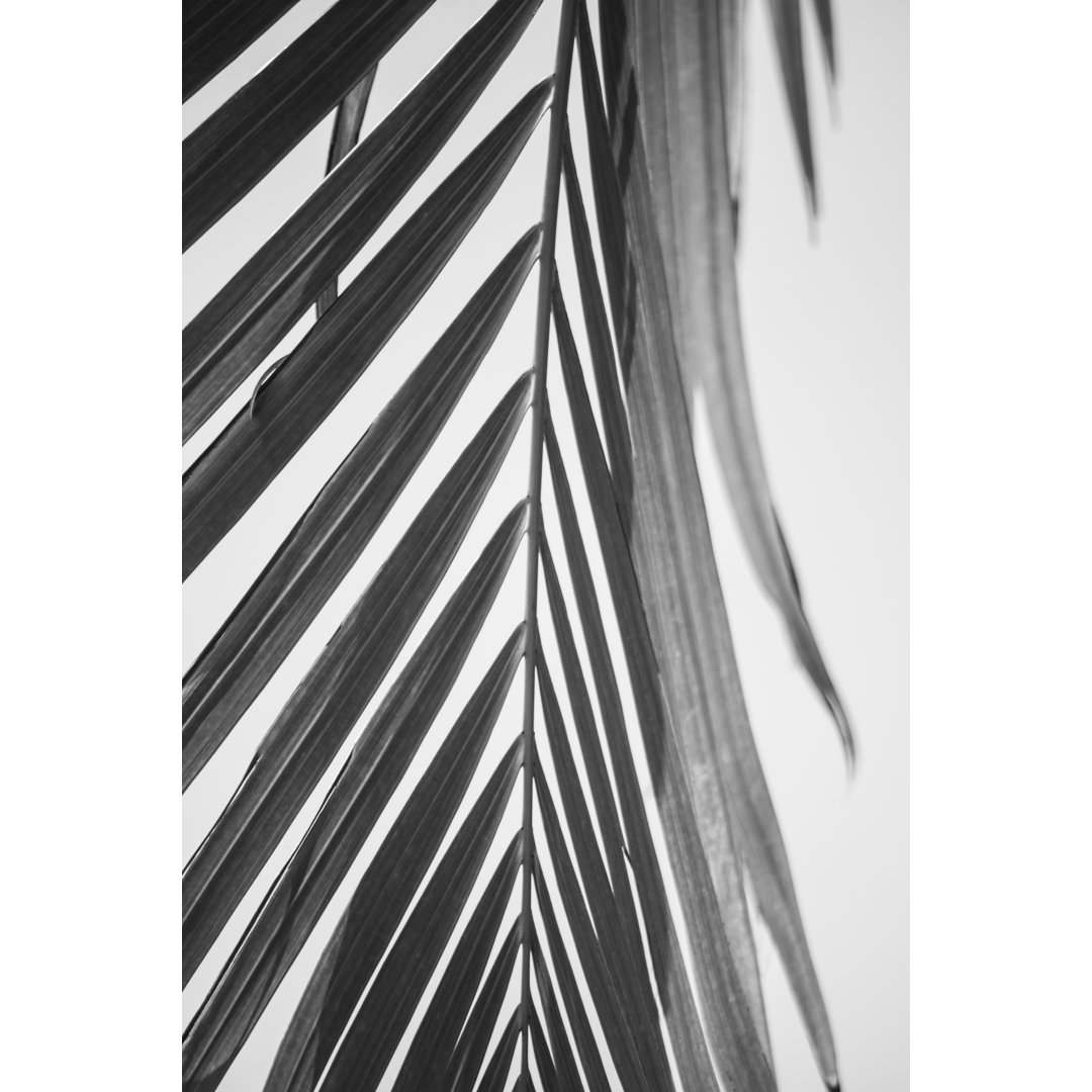 Palm Leaf Black And White von MRaust - Kunstdrucke auf Leinwand