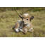 Baby Lamb Lying Down-50844492