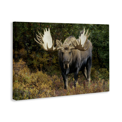 «Bull Moose Face Off» par Shane Lamb