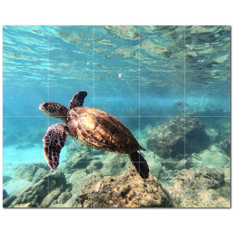 Tortue photo 12 x 12