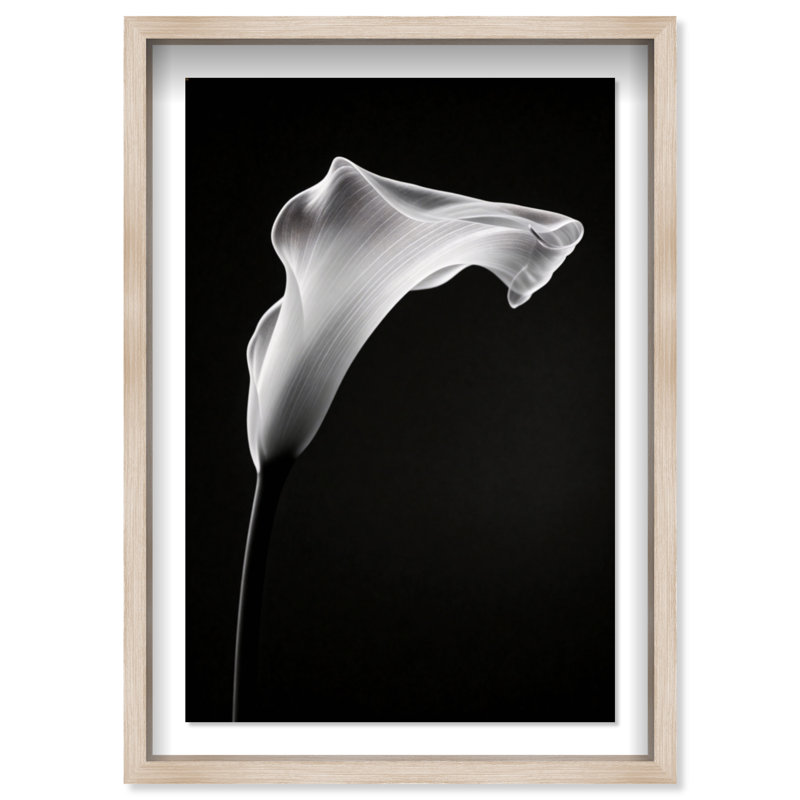 Calla Lily II Print by Oliver Gal, 37.5"H x 55.5"W, Natural Oak Shadowbox