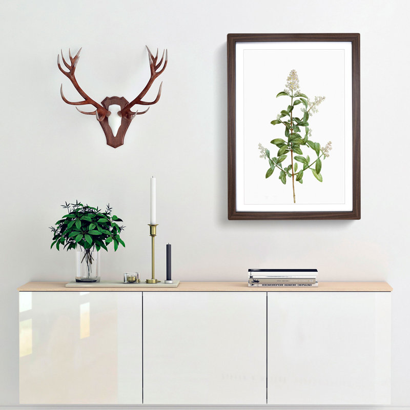 Wild Privet Flowers by Pierre-Joseph Redoute - Picture Frame Painting Print, 36cm H x 27cm W x 2cm D, Walnut Framed