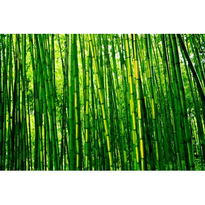 " Bamboo Forest "
