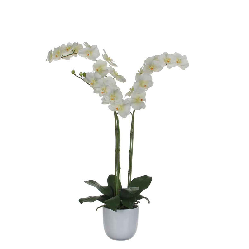 Orchid Arrangement in Pot, White