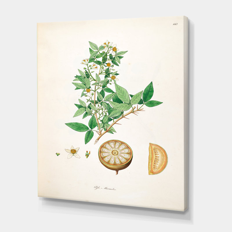 «Vintage Plant Life X», peinture sur toile, H 32 po x l 24 po x P 1 po, Toile tendue
