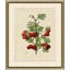 Wilts Red Berries IV Print