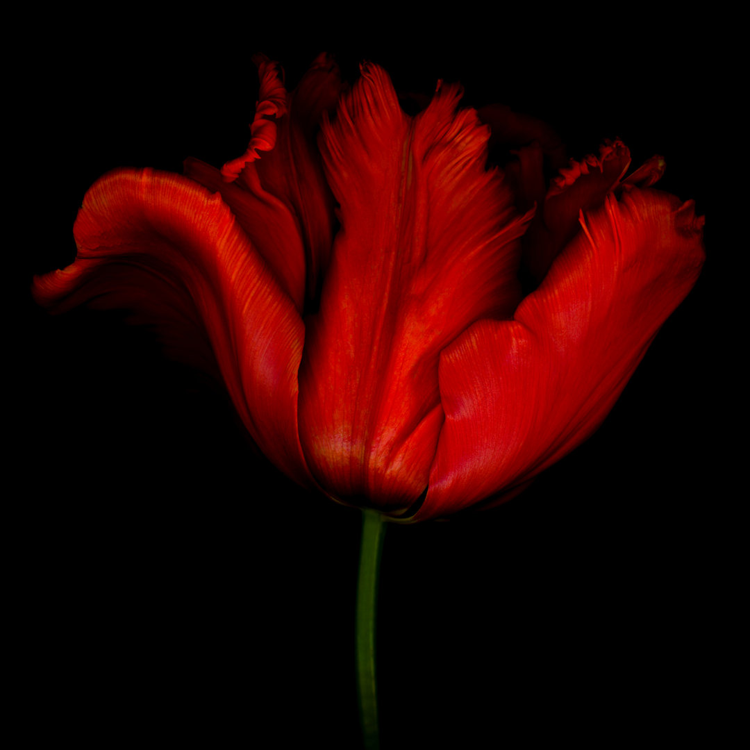 Roter Papagei Tulpe von OGphoto - Druck auf Leinwand ohne Rahmen