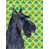 Terrier écossais (noir) sélectionné