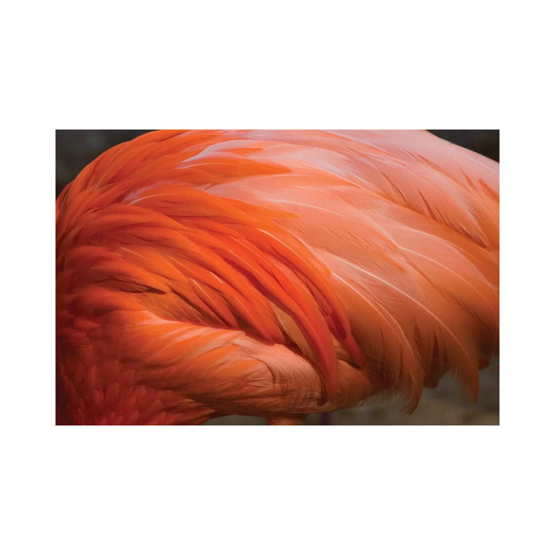 Greater Flamingo Close Up Of Feathers, San Diego Zoo, California by Tom Vezo - Wrapped Canvas Print