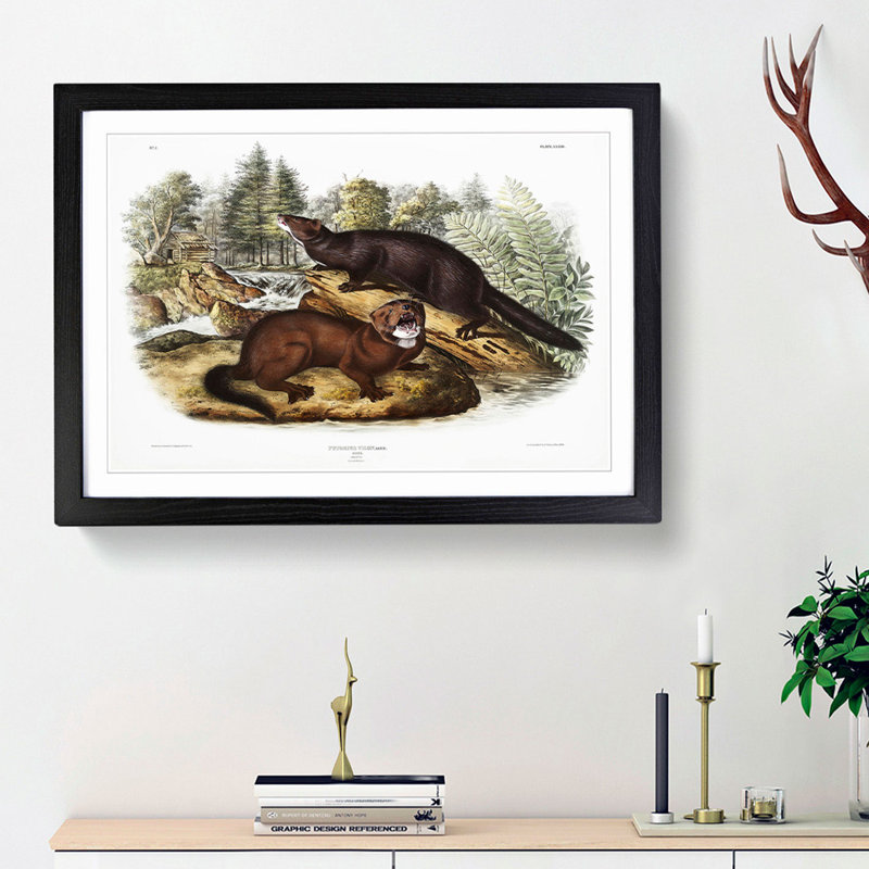 Mink by J.W. Audubon - Picture Frame Painting Print, 62cm H x 87cm W x 2cm D, Black Framed